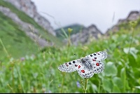 Parnassius apollo